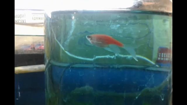 Чем больна эта рыбка Данио. смотреть онлайн