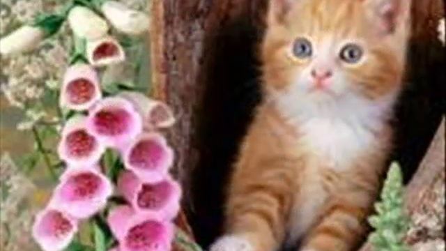 Детские песни .Кошка беспородная.wmv смотреть онлайн