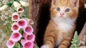 Детские песни .Кошка беспородная.wmv