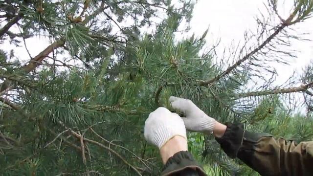 Сбор сосновых шишек