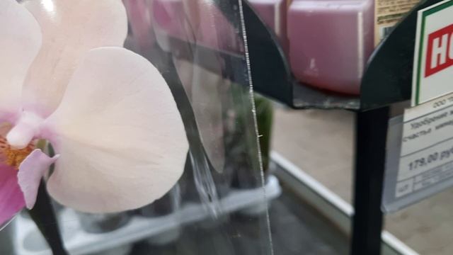 ОРХИДЕИ В ПЛАНЕТЕ ЛЕТА//09.02.24// смотреть онлайн