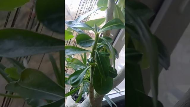 🌿Адениум🌿для любителей техники Бонсай. Можно формировать корень🌱#ДоброеУтро🌞🌿🍃 смотреть онлайн