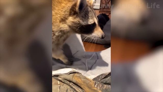 Best Funny Animal Videos Of The 2022 ? - Funny Wild And Farm Animals Videos ?? смотреть онлайн