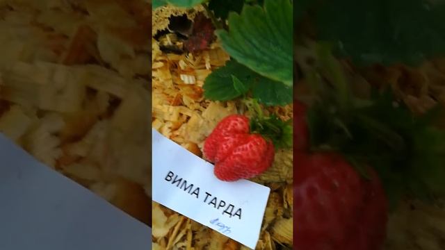 Вима Тарда садовая крупноплодная земляника смотреть онлайн