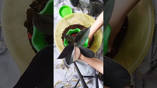 Фикус черный местный смотреть онлайн