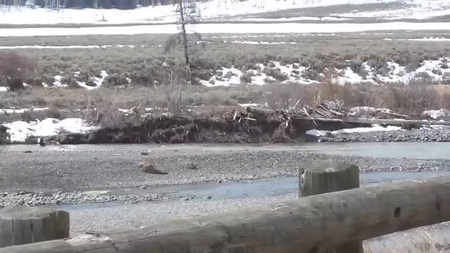 Gray wolf attacks elk in river in Yellowstone National Park, another way wolves change rivers. смотреть онлайн