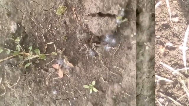 Злой тарантул вылез из норы смотреть онлайн