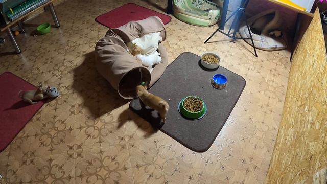 Почему Я НЕ продаю щенков чихуахуа в разведение / Я продаю кастрированных собак / МАРИ МИСТИК чихуа смотреть онлайн