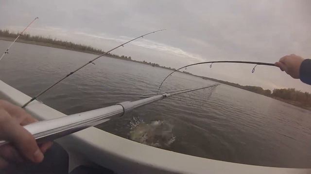 Ахтуба 2016 ,октябрь, поимка щуки смотреть онлайн