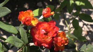 Темп Модерни - ПЛЕТИСТАЯ роза Питомник роз Полины Козловой rozarium.biz