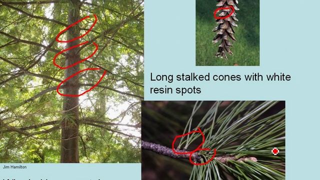 Eastern White Pine (Pinus Strobus) смотреть онлайн