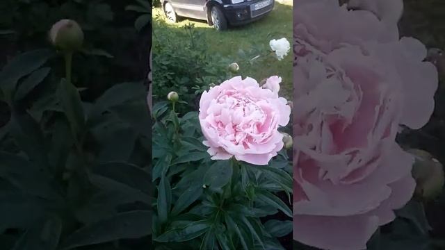 Видеообзор цветения пионов в моем саду. смотреть онлайн