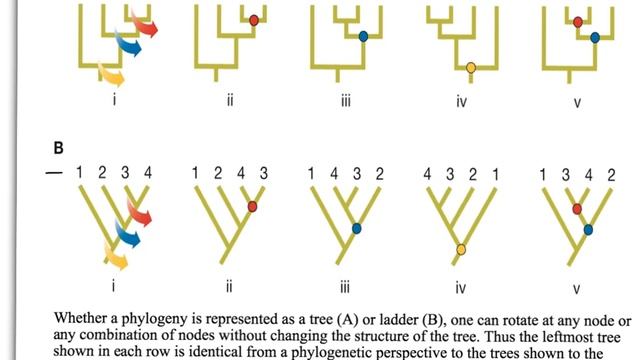 How to Interpret Phylogenetic Trees смотреть онлайн