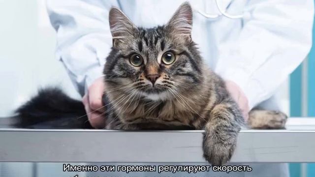 Кошка постоянно просит есть и орет, но не наедается смотреть онлайн