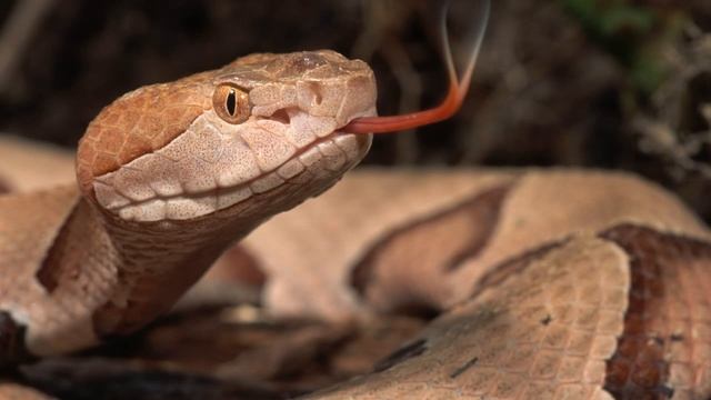 Змей Мира №3 - Бойга коричневая / Boiga irregularis смотреть онлайн