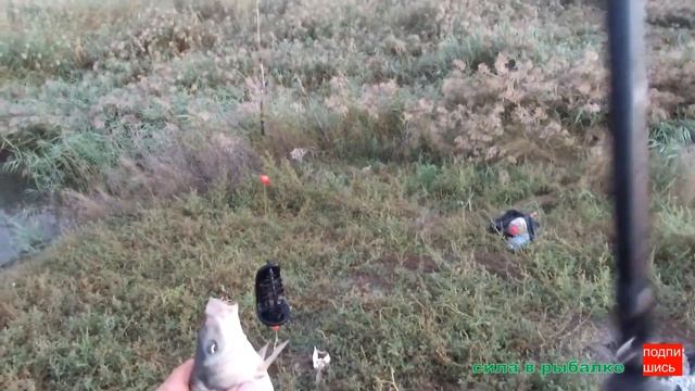 Рыбалка с берега 2021 / донки / ловим сазана и другую рыбу. смотреть онлайн