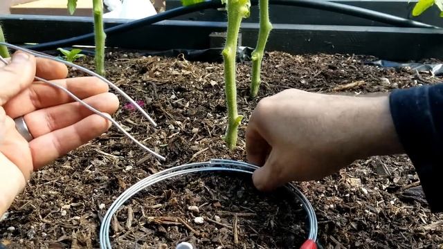 Grow Lots of Tomatoes... Not Leaves // Complete Growing Guide смотреть онлайн