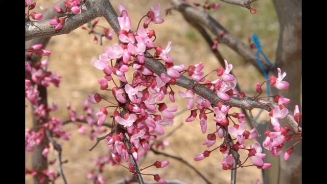 ЦЕРЦИС  (CERCIS)  сем. Бобовые