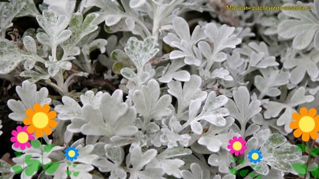Полынь стеллера Сильвер Брокад. Краткий обзор Artemisia Stelleriana Boughton Silver Silver Brocade