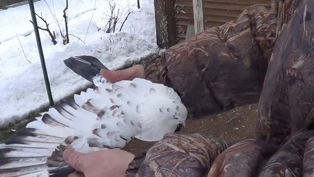 В гостях у Рафика Рустамова. Голуби Питера.Элита смотреть онлайн