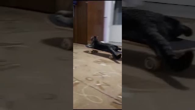 Катаюсь#cat#тишкимиишкахихихи