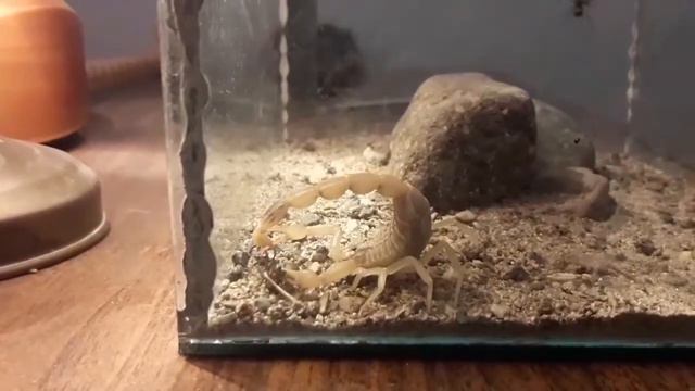 Скорпион против паука смотреть онлайн