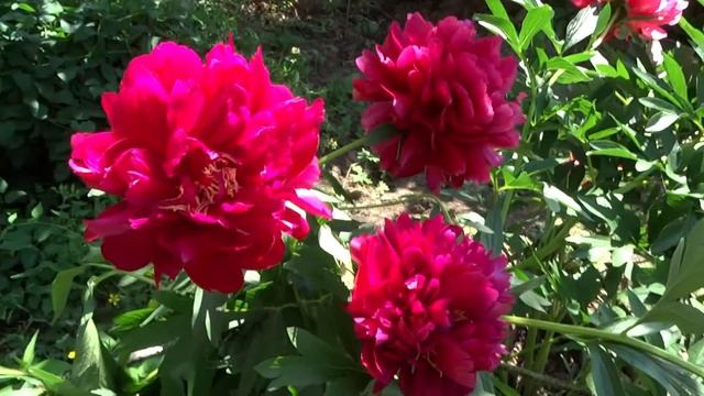 Пион Корифей / Peony Luminaries - Сад на Волхове смотреть онлайн