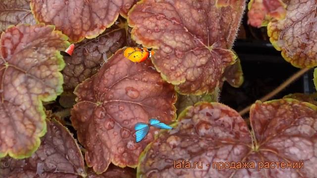 Гейхера гибридная Гоген (heuchera hybrid gaugin) ? Гоген обзор: как сажать, саженцы гейхеры Гоген смотреть онлайн