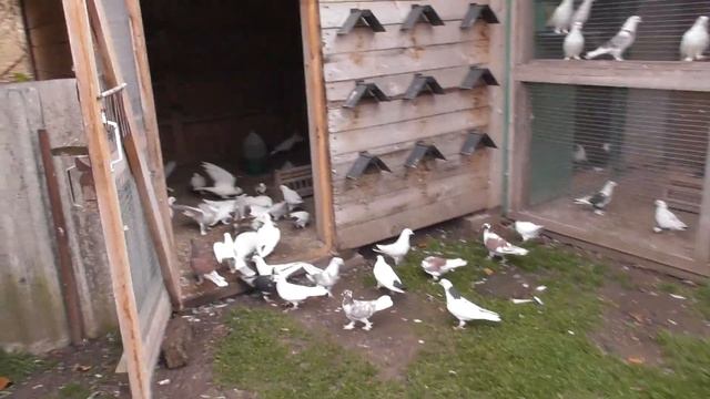 Ястреб атакует самых сильных! Молодые чемпионы 5-6 часов Лета! смотреть онлайн