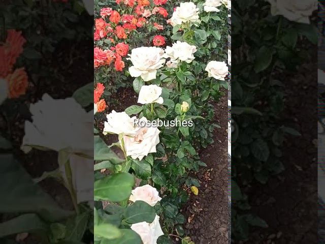 Клер Оушн и Вуду @rose_bushes161 смотреть онлайн