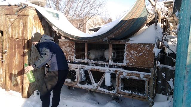 Содержание кроликов зимой на улице. смотреть онлайн