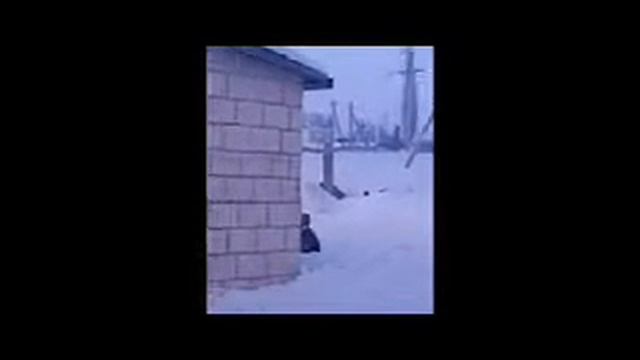 Шаргород-охота на чупакабру.wmv смотреть онлайн