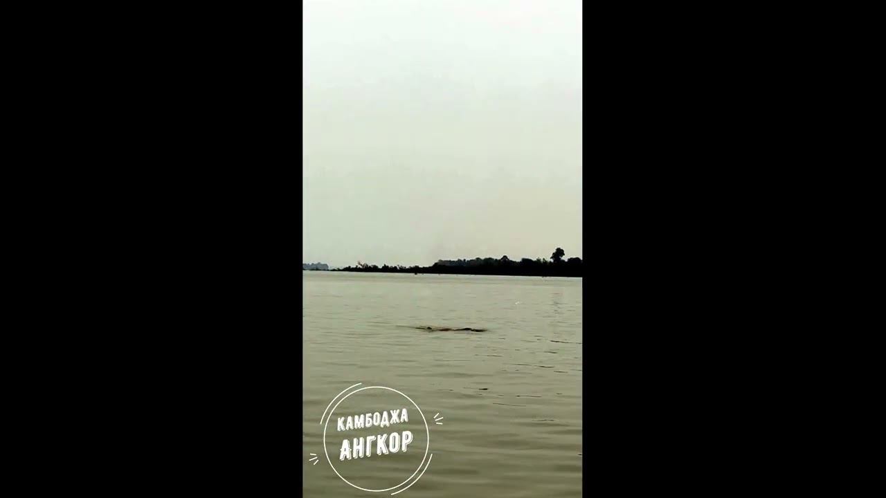 Розовые дельфины в реке Меконг смотреть онлайн