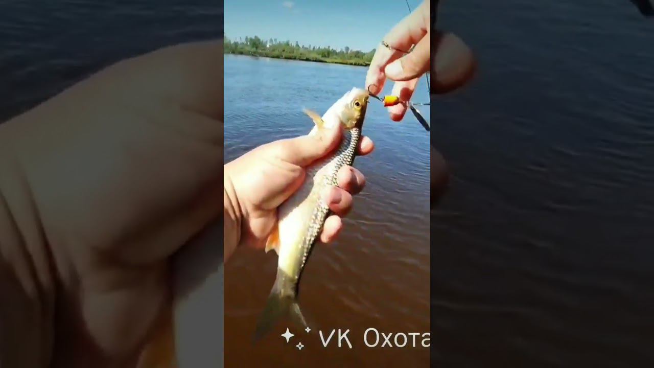 Чебак (мохтик) на блесну #чебак #мохтик #летняярыбалка #хмао #белоярский смотреть онлайн