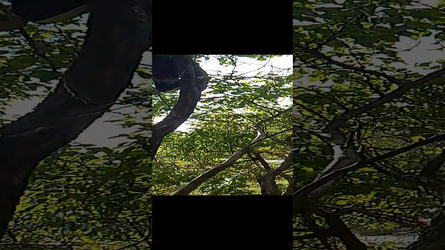 дерево смотреть онлайн