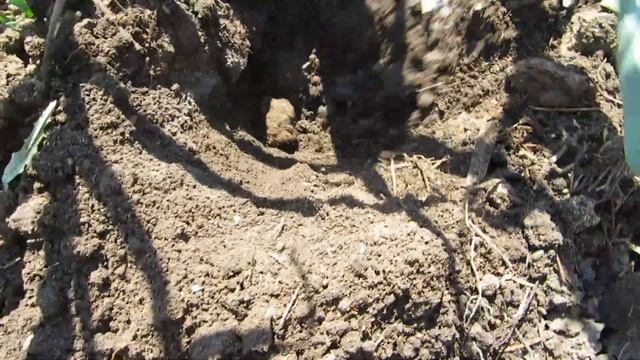 ПОСАДКА КУКУРУЗЫ ИЗ САМОКРУТКИ. смотреть онлайн