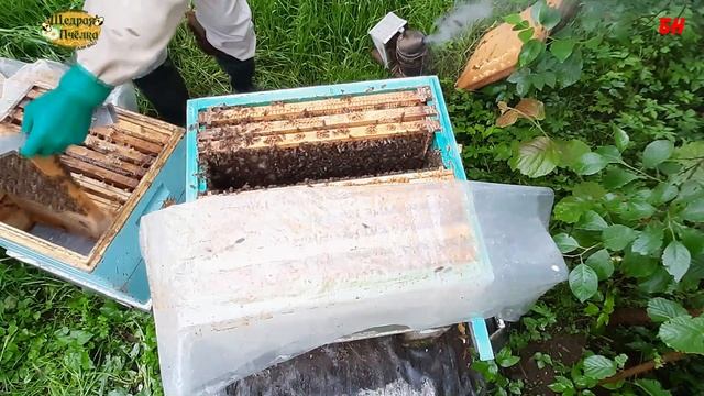 пчеловодство, главный взяток, слабые семьи работают смотреть онлайн