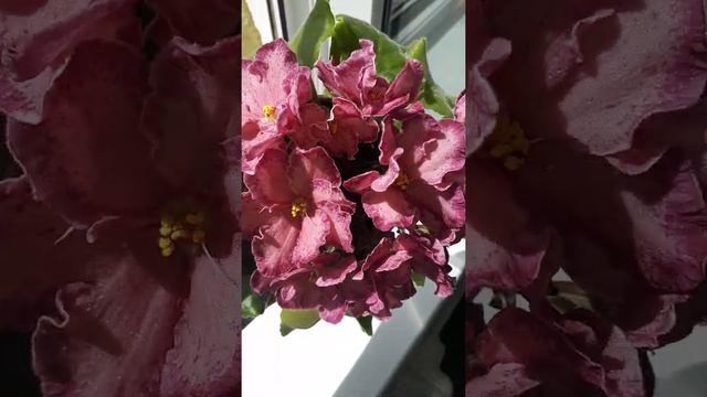 АВ Мексиканский тушкан смотреть онлайн