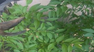 Не сложная обрезка ФОРЗИЦИИ/ Формирую шар из куста.I form a ball from a bush forsythia.