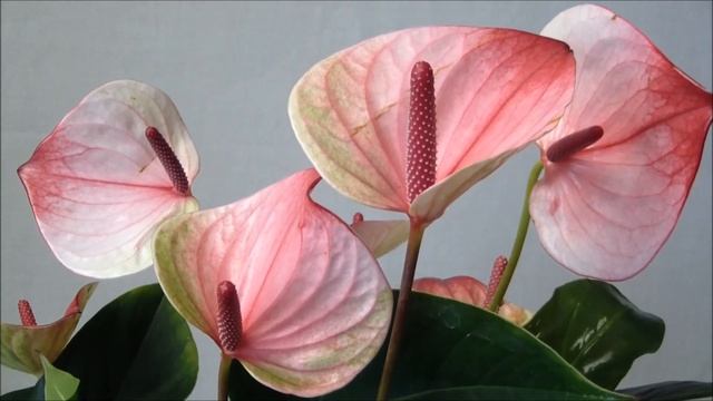 Антуриум Мистик купить (Anthurium Andreanum Mystique)