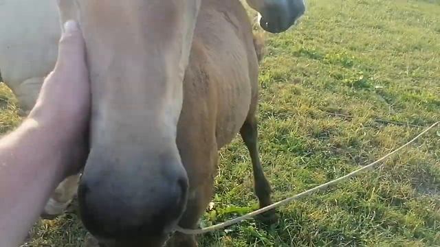 #Лошади и жеребята #Как бороться с оводнями???