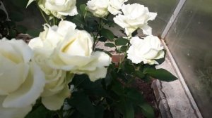 #розы #Аваланж / Чайно-гибридная роза Аваланж (лат. rosa hybrida Avalanche). Белая королева. 2020го
