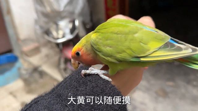 黏人的大朗一直不放人，但是伸手去摸它，又不耐烦的叽叽直叫【一只小皮皮呀】 смотреть онлайн