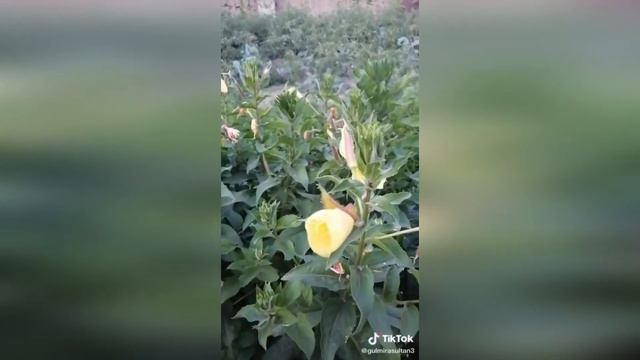 Azan flowers ? смотреть онлайн