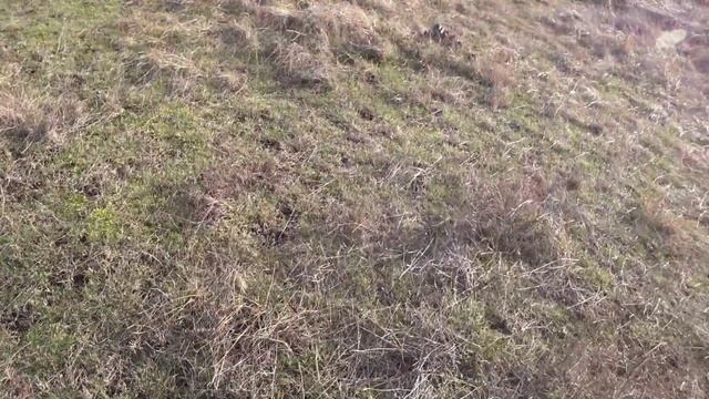 Грибы в январе, рядовка лиловоногая или синеножка, сбор грибов 2022, грибы Крыма смотреть онлайн