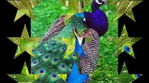 "Павлин"-оркестр Поля Мориа