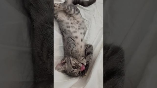 Если бы у вас был такой кот... Вы бы домой бегом бежали.? Это мой смешной, любимый Кузя ?