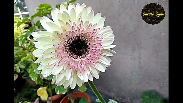 Gerbera के कुछ बेहतरीन वैरायटी, Tissue Culture Gerbera, by Garden gyan смотреть онлайн