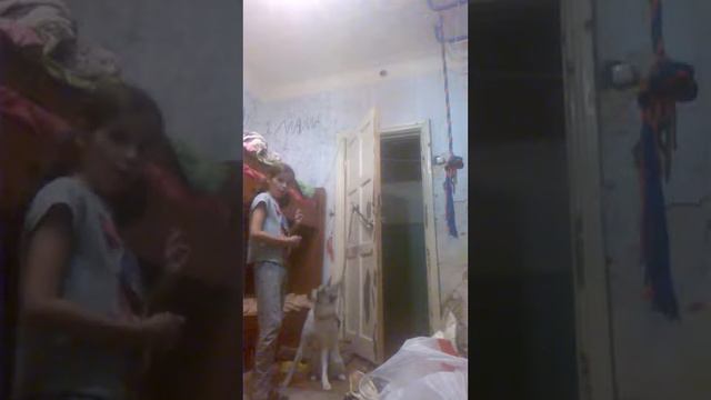 Супер пупер собака на Канале Карусель! смотреть онлайн