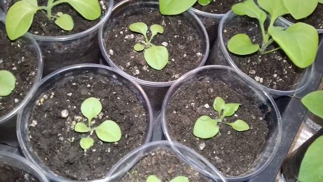 ПЕТУНИЯ. ПРАВИЛЬНЫЙ УХОД ОТ МОМЕНТА ПОСЕВА И ДО РАЗВИТИЯ ПОЛНОЦЕННОГО КУСТИКА. смотреть онлайн